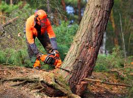 Reliable Genoa City, WI Tree Services Solutions