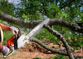 Best Tree Preservation Services  in Genoa City, WI