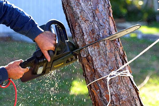 Best Commercial Tree Services  in Genoa City, WI